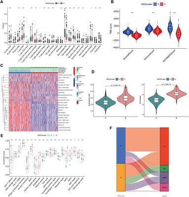 Identification of angiogenesis-related subtypes, the development of prognostic models, and the landscape of tumor microenvironment infiltration in colorectal cancer